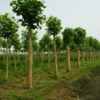 供應(yīng)胸徑10-15公分法國(guó)梧桐