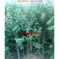 安徽肥西供應大葉女貞小苗 香樟小苗 廣玉蘭小苗 欒樹小苗