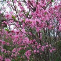 菊花碧桃樹苗|優(yōu)質(zhì)菊花碧桃樹苗|菊花碧桃價(jià)格|誠(chéng)信為本