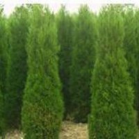 供應(yīng) 龍柏衛(wèi)矛、扶芳藤、金葉女貞、大葉黃楊、小葉黃楊、金邊黃