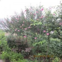 供應(yīng)江蘇木槿苗1米高木槿苗1公分木槿苗價(jià)格低