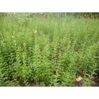 江蘇大葉女貞苗50公分大葉女貞小苗經(jīng)銷商