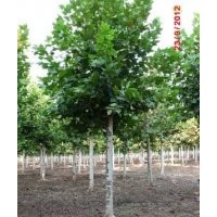 1－２０CM法桐！速生法桐！法國梧桐！白蠟 北欒 南欒++美國紅楓