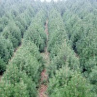 白皮松工程苗，西安白皮松工程苗，白皮松工程苗批發(fā)