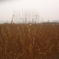 江蘇紫薇苗基地1米高紫薇苗價(jià)格紫薇苗種植方法