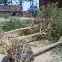 國槐 棗樹專業(yè)供應(yīng)