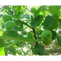 核桃成品苗，嫁接好核桃苗，核桃苗，遼核核桃苗，香玲核桃苗