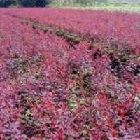 40公分紅葉小檗價格