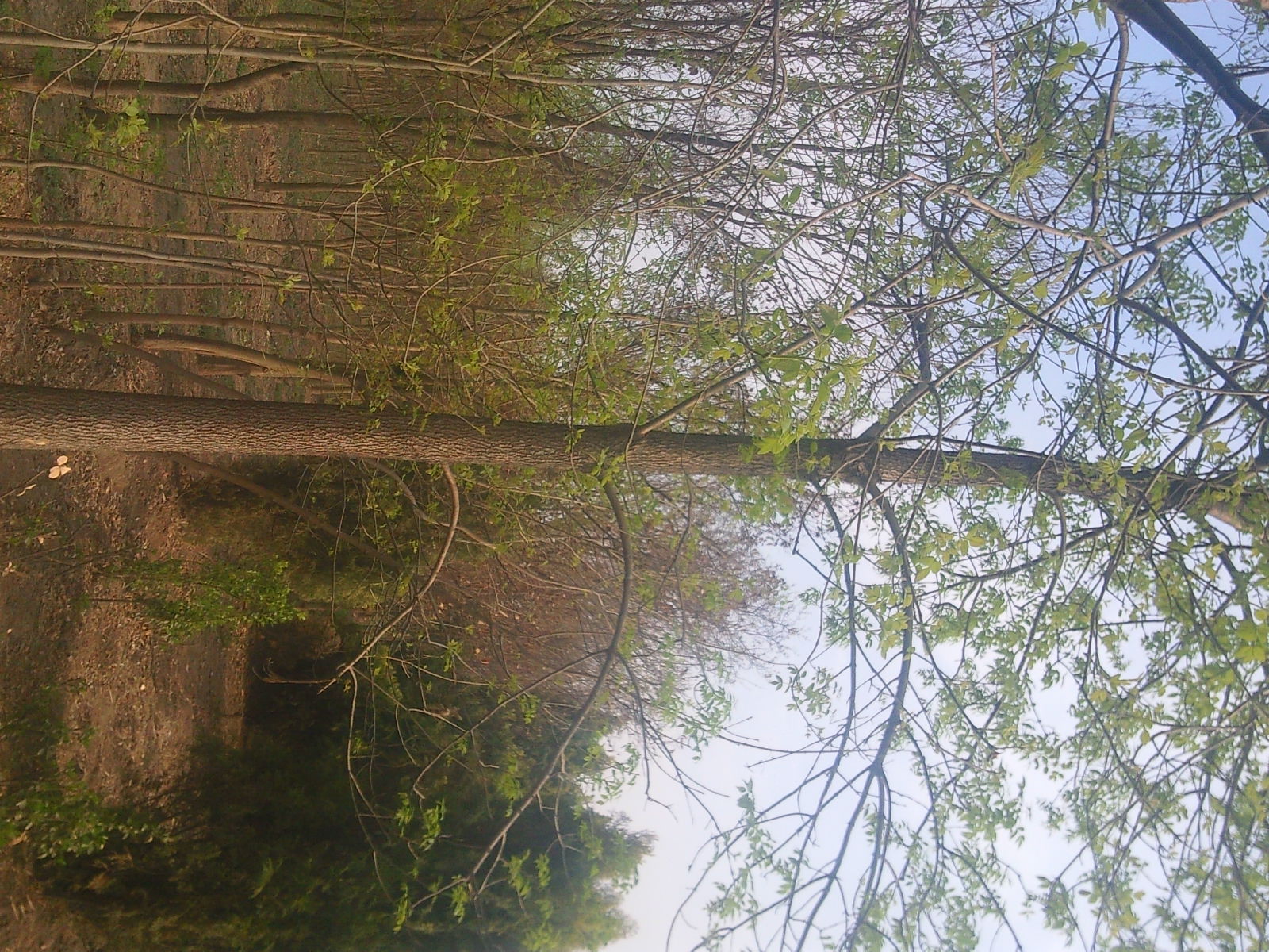 供1-3帽法桐 國(guó)槐 白蠟 馬褂木等