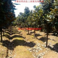 安徽廣玉蘭、香樟、紅葉李、大葉女貞、紫薇、烏桕、黃連木、桂花