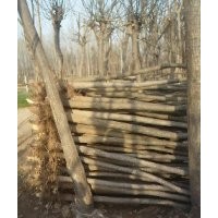 國(guó)槐價(jià)格，山東國(guó)槐出售8-12公分國(guó)槐供應(yīng)