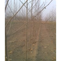 出售3個(gè)4個(gè)速生法桐