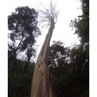 供應(yīng)30公分至90多公分的紅皮馬靈光（白花紫薇）