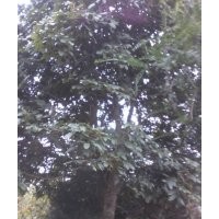 花梨木、香樟、羅漢松