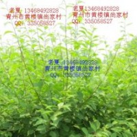 低價供應(yīng)榆葉梅流蘇碧桃黃櫨海棠無刺皂角黃葉火炬桂花側(cè)柏