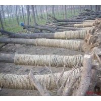 8-30公分國(guó)槐