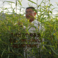 甘肅竹柳，蘭州竹柳，西北竹柳