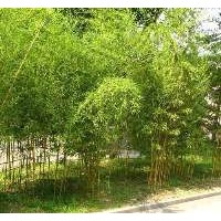 望都塔檜優(yōu)質(zhì)小苗