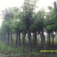 土球全冠白蠟、裸根截干白蠟、優(yōu)質(zhì)白蠟