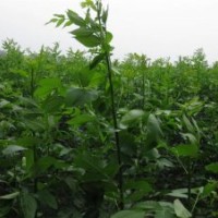 （山、毛）桃、山杏、杜梨、核桃、軟棗、酸棗、山楂