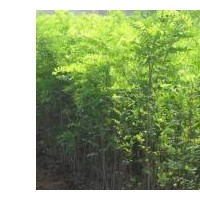 刺槐 紫穗槐 香花槐