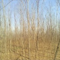 便宜出售：2-10公分紫葉李16000棵一級樹，2-15公分香花槐65000棵