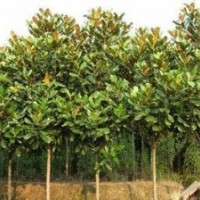 河南園林綠化苗圃基地供應(yīng)廣玉蘭、紫玉蘭、白玉蘭等綠化苗木