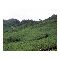 華山松、油松、雪松、檜柏、側(cè)柏、冬青.花椒苗、櫻桃、海棠