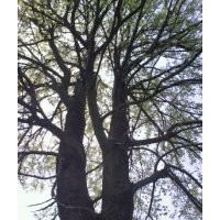 供應(yīng)野生楓樹,大規(guī)格楓樹