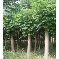 低價供應1-60公分欒樹