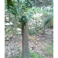 供應1-60公分流蘇樹