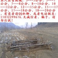 售刺槐3-30CM 量大