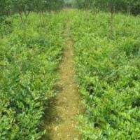 河南苗木基地大量出售深山含笑、大葉含笑、合歡