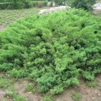 鋪地柏 鋪地柏種植 鋪地柏價格