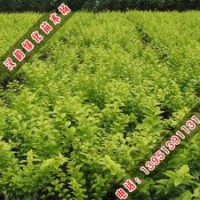 金葉女貞_金葉女貞球_供應金葉女貞