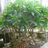 福建雞蛋花供應商，紅白雞蛋花的價格