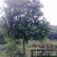 2公分烏桕3公分4公分烏桕5公分烏桕6公分烏桕價格