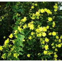 供應(yīng) 迎春花,千屈菜,黃刺玫