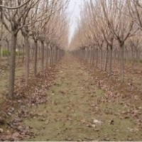 櫻花小苗！大量櫻花！櫻花基地！