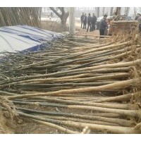 北欒小苗，青島北欒小苗價(jià)格，北欒樹(shù)供應(yīng)