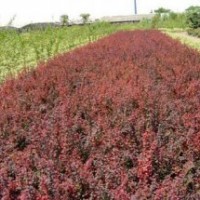 苗圃直銷(xiāo)紅葉小檗.金葉女貞.金森女貞.小葉女貞.