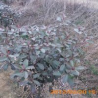 紅葉石楠40-50球