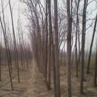 [供應] 速生楊 5-6公分 ， 5萬株。型好、皮光， 欲購從速 ，聯(lián)系