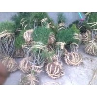 供應(yīng)白皮松 白皮松小苗