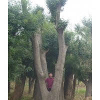 皂莢（大皂角樹）