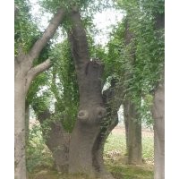 大皂莢樹(shù) 樹(shù)形都很好 （皂角樹(shù)）