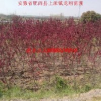 供應(yīng)紅葉桃、三角楓、枇杷、垂柳、大葉女貞、紅葉李