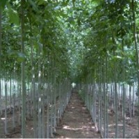 長期供應：白蠟，國槐，柳樹，榆樹，17速生楊