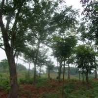 大量供應(yīng)楓楊