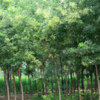 國(guó)槐的規(guī)格，國(guó)槐的價(jià)格，國(guó)槐那里有，山西國(guó)槐